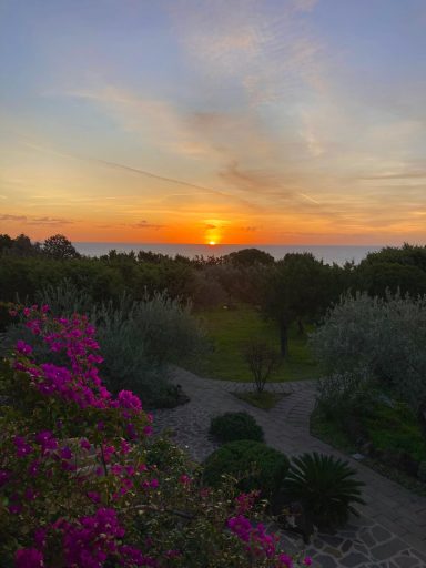 Sonnenaufgang mit einer blühenden Bougainville (Drillingsblume) im Vordergrund.